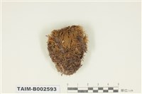 藏品(曲尾苔科)的圖片